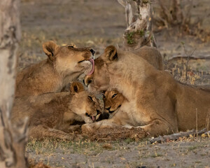 Fototapeta na wymiar Lioness and cubs wonderful interaction of them all grooming each other 