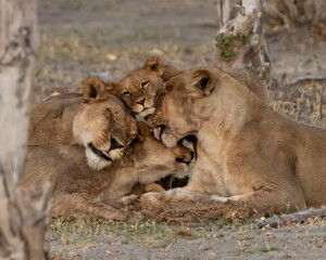 Fototapeta na wymiar Lioness and cubs wonderful interaction of them all grooming each other 