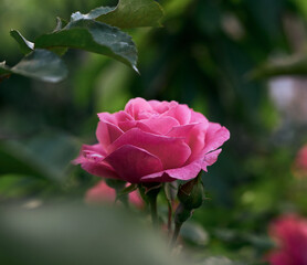 bud of a blooming pink rose in the garden on a summer day