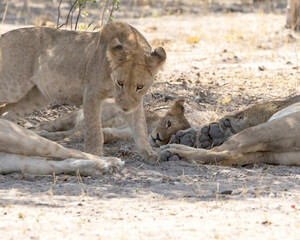 Lion cubs and mothers
