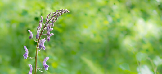 Wildflowers background close-up selective focus copy space