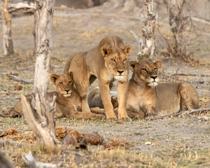 Lioness's and cub 