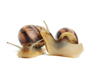 two brown snails isolated on white background, side view and front view