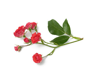 rose branch with small pink buds and green leaves