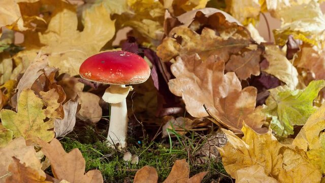 mushroom growing amanita and the leaves, toadstools, 4k, timelapse, studio