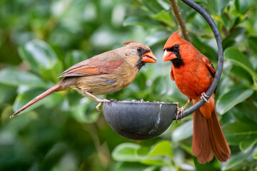 Northern Cardinal Pair Perched on Small Metal Feeder in Spring
