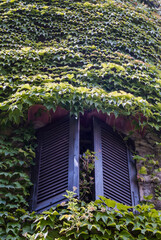 Fototapeta na wymiar Wood Shutters Window Looking out of Old Building Wall Covered in Plants in South France