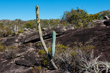 cactus, vegetation and rock