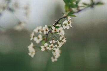 A close up of a flower
