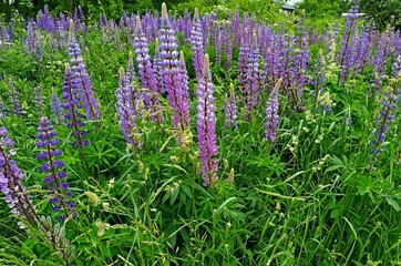 purple lupins in a field at at sunny bright day. selective focus