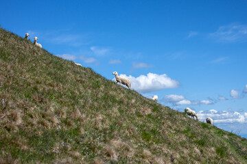 flock of sheep high in the mountains 