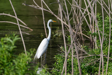 Great White Egret standing among reeds