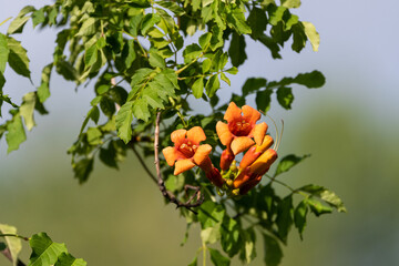 Trumpet Flowers soaking up the sun