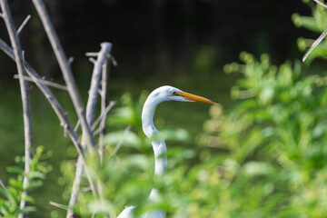 Great White Egret peeking up from bushes