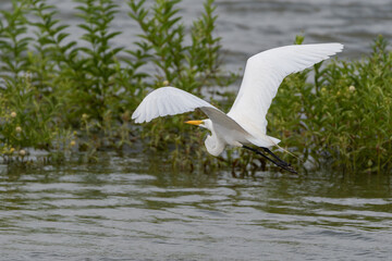 Great White Egret flying over flooded lake