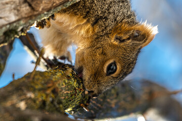 Eastern Fox Squirrel (Sciurus niger) in Spring Licking Maple Sap