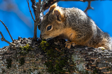 Eastern Fox Squirrel (Sciurus niger) in Spring Licking Maple Sap