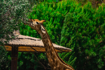 Giraffes eat leaves from the trees
