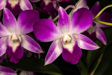 Fototapeta na wymiar Dendrobium Orchid 'Sonia'