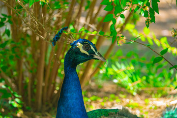 Peacock or male peafowl on a ground in national park