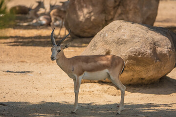 Little antelope  in an open field.