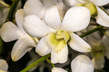 Dendrobium Orchid 'Shavin White'
