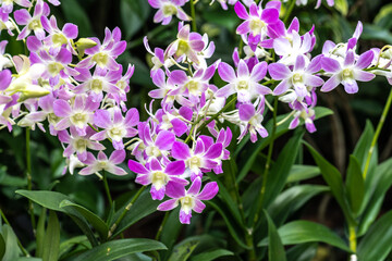 Dendrobium Orchid 'Lucian Pink'
