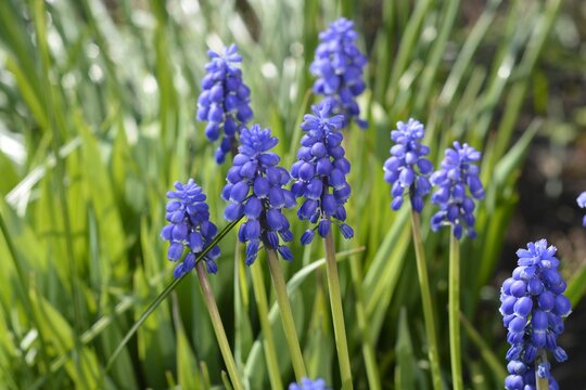 Closeup Shot Of Light Blue Flowers In The Green Field