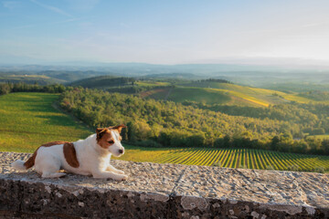 travel dog. Jack Russell Terrier looks at the landscape in Tuscany. Vineyards, fields, hills