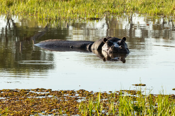 Hippopotamus in the water with reflections and oxpeckers 