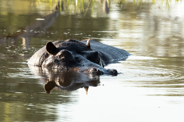 Hippopotamus  in the water with reflections and oxpeckers