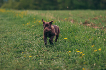 A dog running in a grassy field