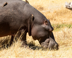 Hippopotamus close up of head with oxpeckers