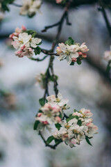 A close up of a flower