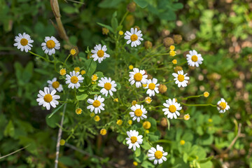 chamomile flowering plants grow amid agricultural field of the Italian Lazio region