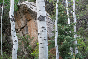The white bark of quaking aspen (Populus tremuloides) a birch type tree in the willow family...