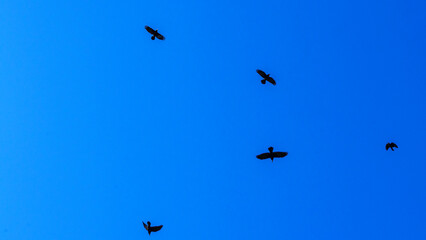 Flock of birds flying in the classic blue sky. Abstract background. Space for text.