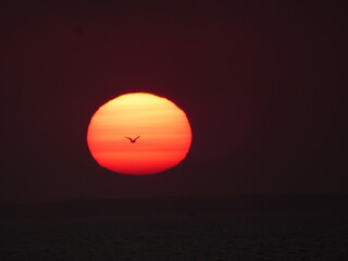 Coucher de soleil et Goéland