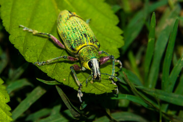 A colorful and close up view of Weevil Sitting on leaf