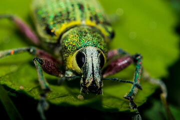 A colorful and close up view of Weevil black eyes sitting on leaf