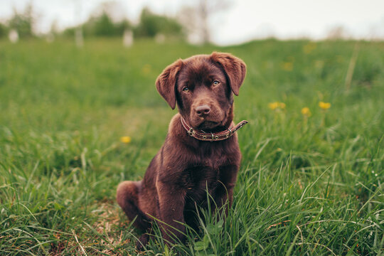 A large brown dog lying on top of a grass covered field