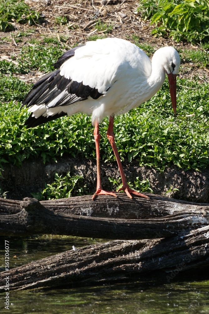 Canvas Prints Vertical shot of a white stork on the log over a river