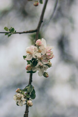 A close up of a flower