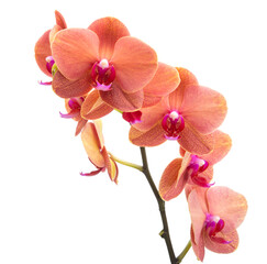 Obraz na płótnie Canvas Orange phalaenopsis branch or exotic orchid flower isolated on the white