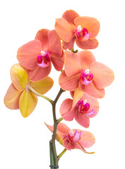 Orange phalaenopsis branch or exotic orchid flower isolated on the white