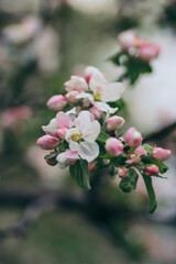 A close up of a flower