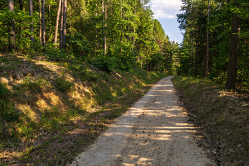 A path in the Monticolo forest full of summer greenery in Italian South Tyrol