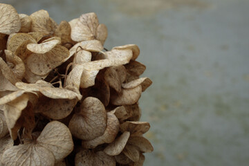 dry hydrangea