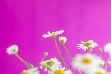 Beautiful field daisies on a pink background. A bouquet of flowers on a bright background. Wallpaper for presentation and graphic design.
