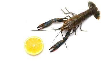 Freshwater lobster with slice of lemon on white background. Lemon helps to maintain the freshness of lobster.